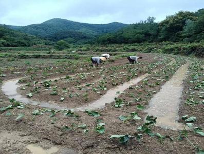 安陆市王义贞镇唐僧村：红薯移栽忙 产业扎根富乡邻