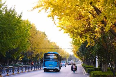 深秋的解放大道，安陆把最美的色彩泼给了它