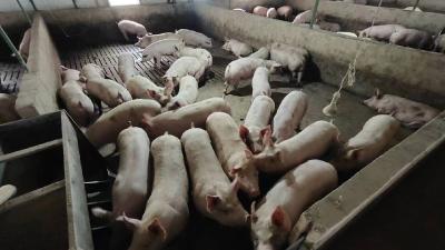 【奋战开门红】多措并举 助力畜牧生产“开门红”