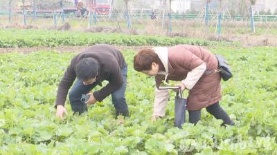 【视频】农业技术送上门 “把脉问诊”到田间