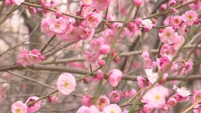 【视频】扬“梅”“兔”气 汉川公园梅花盛开春意浓