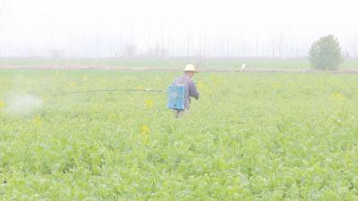 【视频】中洲农场计划完成农作物播种面积7.7万亩