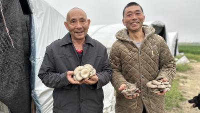 “蘑菇宝宝”住进了温室大棚