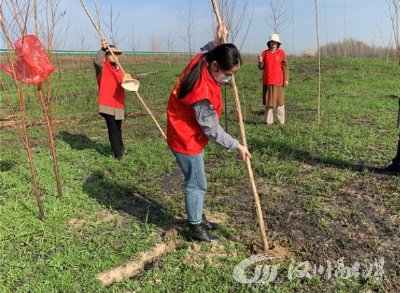 马鞍乡：义务植树 把志愿服务精神延伸到汉江堤岸