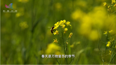 春天来了，你过敏了吗？人为什么容易在春天过敏