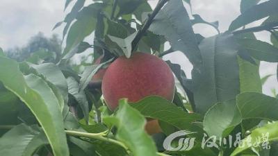 【视频】又大又甜！垌塚黄桃“抢鲜”上市