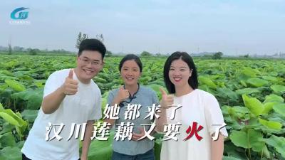 视频 | 她都来了，汉川莲藕又要火了！