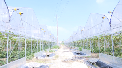 【视频】数字赋能 让葡萄种植充满科技范儿