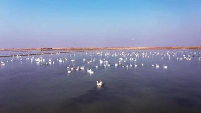 【视频】汈汊湖：万亩荷塘水鸟飞 绘就生态和谐美