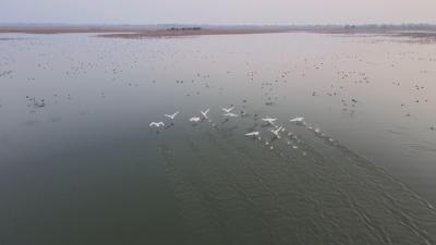 【视频】白天鹅受伤  被救助后放归汉川汈汊湖