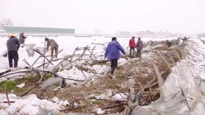 【视频】大棚被压塌 合作社抢收蔬菜减损失