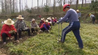 【视频】中药材种植 开启致富新路径