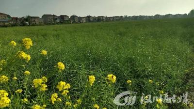 587亩油菜 丰收在望！