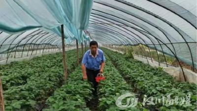 乡贤助力做好水果“链”文章 推动“甜蜜”共富