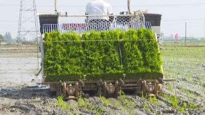 【视频】开展化肥减量增效技术培训 助力农业绿色发展