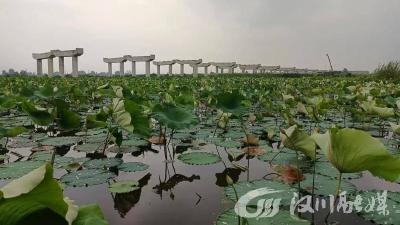 荷塘“悦色” 芳香十里