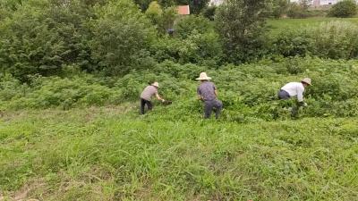 闻“汛”而动坚守一线 巡堤查险护岸清杂