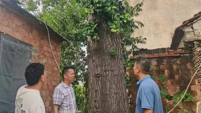 杨林沟镇：绿荫树下好乘凉