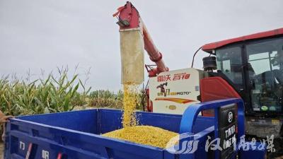 玉米开镰忙，田间地头处处好“丰”景！