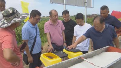 【视频】创新种植技术 玉米种肥同播助力农业绿色发展