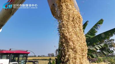 视频 | 湖北汉川：金秋时节，汉川市西江乡稻谷成熟，穗穗饱满。田间忙碌身影，奏响一曲欢快的丰收之歌