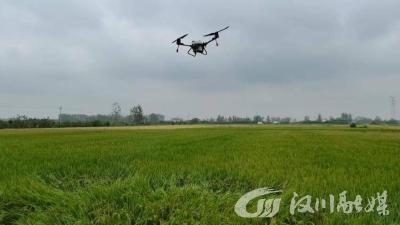分水镇：稻香四溢 1200余亩优质稻开镰收割