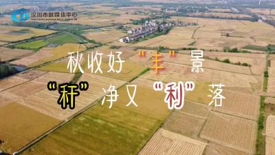 视频 | 湖北汉川：秋收好“丰”景，“秆”净又“利”落！