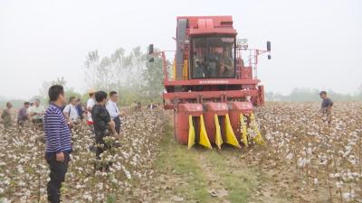 【视频】孝感市2024年短季棉机收现场观摩与技术培训活动在我市举行