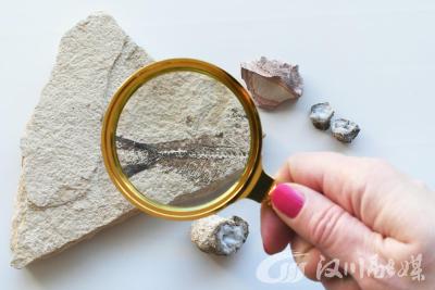 生命起源新发现：共同祖先“卢卡”远比我们想象复杂！