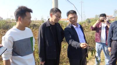 【视频】市农业农村局开展“加拿大一枝黄花”防除工作