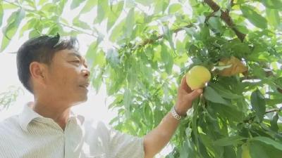 【党建风采】严同元：退而不休的“老农人”变身“拓荒匠”