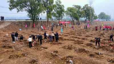 【视频】汉川：200多人集体植树 助力汈汊湖生态建设
