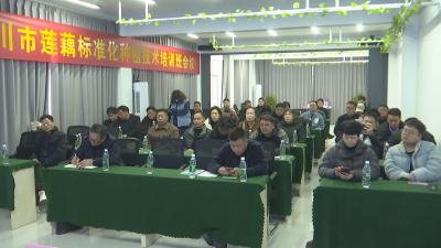【视频】省级专家为我市16.2万亩莲藕“再升级”