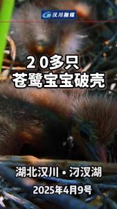 视频 | 20多只苍鹭宝宝在汉川汈汊湖畔破壳