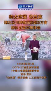 视频 | 种太空莲 收益高 湖北汉川种植面积超3万亩 想种 赶紧买苗移栽