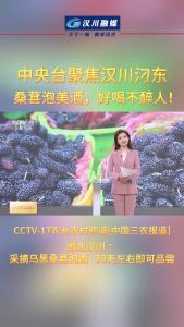视频 | 中央台聚焦汉川汈东  桑葚泡美酒 ，好喝不醉人！