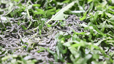 【视频】汉川：首批春蚕“上山”结茧 产量高行情好  