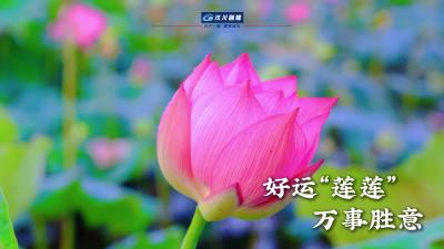 视频 | 湖北汉川黄龙湖畔 “太空莲”竞相绽放