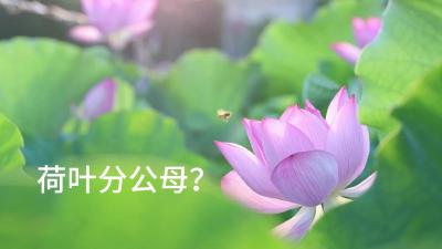 视频 | 荷叶分公母？