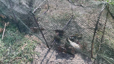 【视频】偷虾11次 “伸手”终被捉