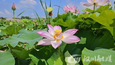 汉川美图 | 荷舞清风畔 