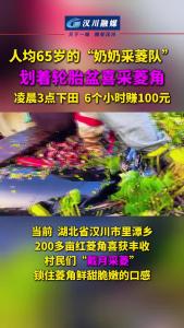 视频 | 人均65岁的“奶奶采菱队” 划着轮胎盆喜采菱角  凌晨3点下田  6个小时赚100元