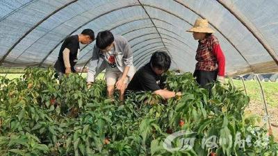 探秘“红甜宝”：一颗小辣椒，“辣”出产业振兴新路径
