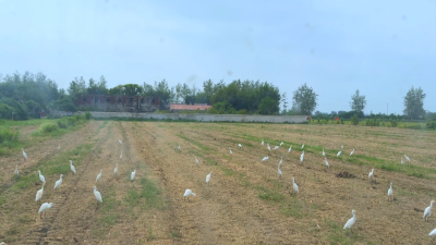 【视频】汉川：白露时节白鹭飞 丰收时节生态美