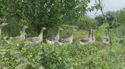 【视频】庆双节 焕新貌 | 假期上线 “共享菜园”成家庭周末新去处