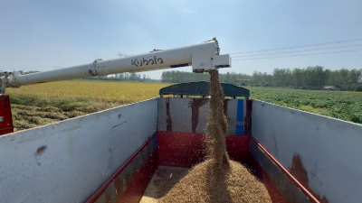 【视频】“华墨香”在汉川试种成功  60亩黑米水稻喜获丰收