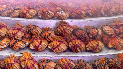 【视频】汉川市第四届农民（河蟹）丰收节“万人品蟹”趣味宴热闹开席