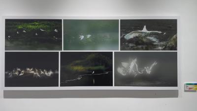 【视频】“摄蟹景·光影艺术”摄影展开幕 镜头讲述汉川故事