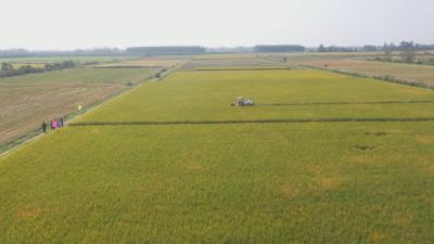 【视频】亩产1771斤 汉川水稻侧深施肥获实效