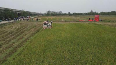 【视频】汉川3.7万亩高产高效水稻 单产增幅19%
